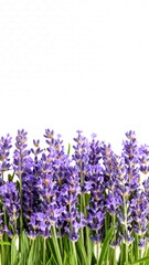 Lavender blossoms border against white