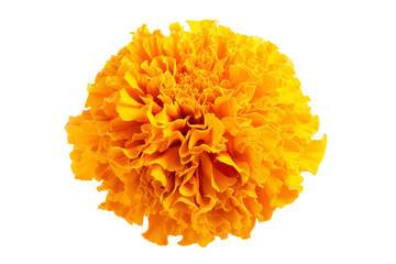 A large yellow flower with a lot of petals