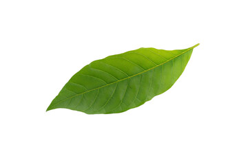 Fototapeta premium A leaf is shown on a white background