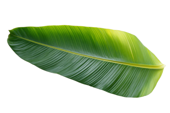 A leaf of a plant is shown on a white background