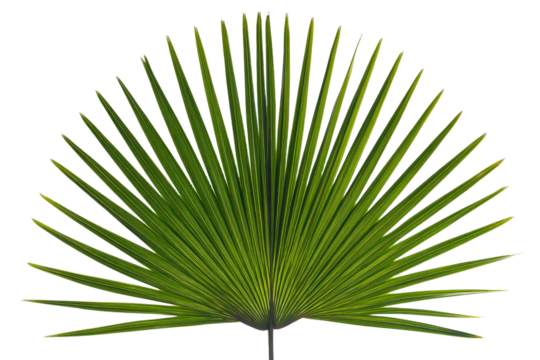 A large green leaf with a stem