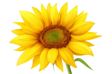 Fototapeta premium A yellow sunflower with a brown center
