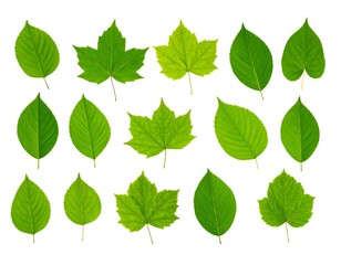 Fresh green leaves of various shapes arranged on a white background.
