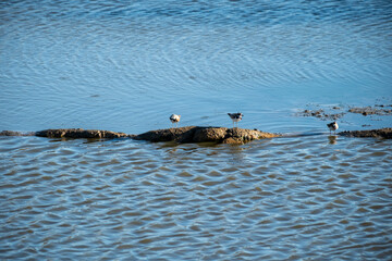 Fototapeta premium Three small birds rest on river rocks surrounded by rippling blue water. The natural, tranquil setting highlights a serene wildlife moment in a calm freshwater environment.