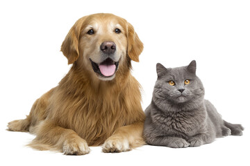 Fototapeta premium Golden Retriever dog and British Shorthair cat together, isolated on white transparent background