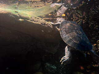 Eastern Long Neck Turtle Swimming Underwater