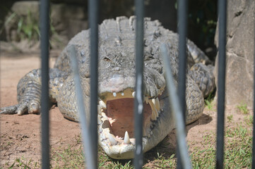 A large saltwater crocodile