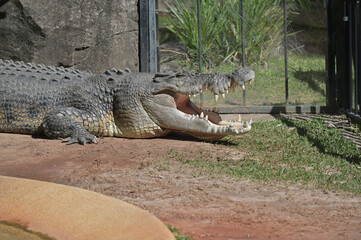 A large saltwater crocodile