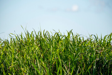 Obraz premium A vibrant patch of green grass under a clear blue sky with a faint moon in the background. The lush vegetation symbolizes growth, nature, and the calmness of open countryside scenery.