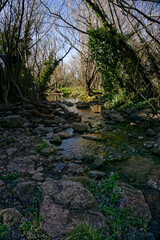 Obraz premium Clean river flowing through lush forest in the sunlight