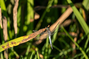 A dragonfly with translucent wings perches on a green leaf amidst tall grass. The close-up captures the delicate details of the insect in a vibrant natural setting under bright sunlight.