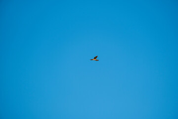 A solitary bird soars through a vast, cloudless blue sky. Captured mid-flight, the bird’s wings are outstretched as it glides freely, symbolizing peace, freedom, and the beauty of open skies.