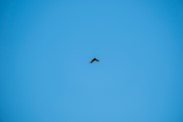 A lone bird soars through a bright, cloudless blue sky. Captured mid-flight, the bird’s...