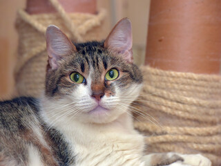 A beautiful domestic cat with expressive green eyes. Her fur is white with brown-gray striped...