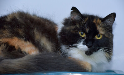 This close-up of a calico cat with thick, long fur is a classic tortoiseshell combination of black,...