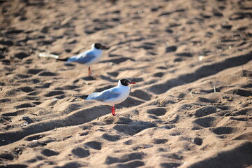 Two black-headed gulls (Chroicocephalus ridibundus) on a sandy beach.  