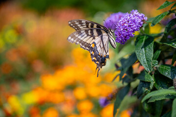 butterfly in the garden