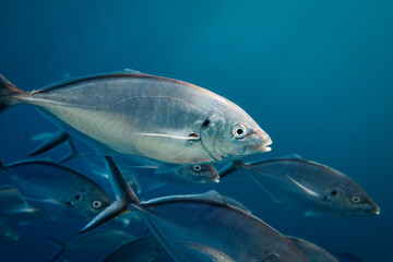Naklejka premium Close-up of silver trevally swimming below the ocean's surface. Photographed in South Australia in the rays of the afternoon light.