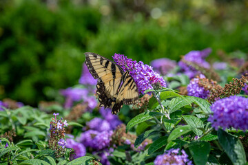 butterfly in the garden
