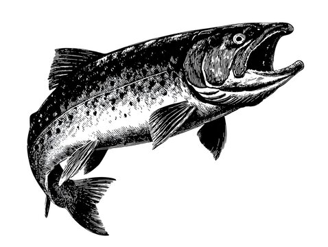 A detailed black and white illustration of a leaping salmon with its mouth open wide for design.
