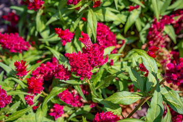 Obraz premium flower