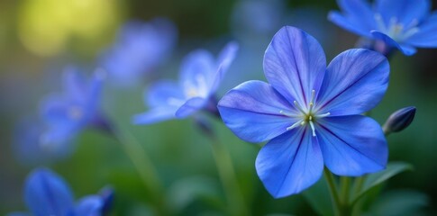 Close-up of vibrant blue Campanula flowers, delicate petals , blue flowers, plant