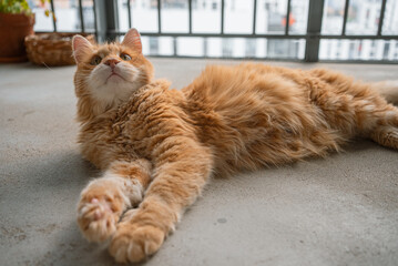 Fluffy ginger cat lying on its side on a balcony, stretching its paws and gazing upwards, fully embracing a serene moment of relaxation under the warm sunlight
