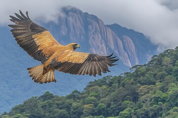 Fototapeta premium Eagle Soars Above The Forest And Mountains, Freedom Flight And Natural Beauty