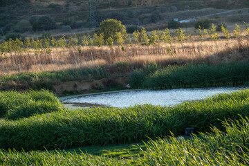 A serene natural scene featuring a small body of water surrounded by tall green grasses and dry...