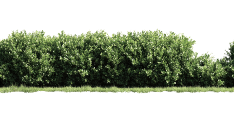 Lush green hedge line borders a grassy area