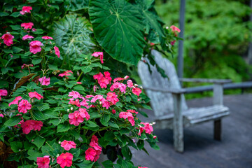 garden, flower, chair