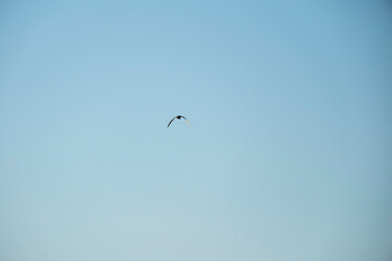 A single bird soaring high in a clear blue sky, captured in flight. The minimalist composition emphasizes freedom and the vastness of the open sky on a bright, calm day.