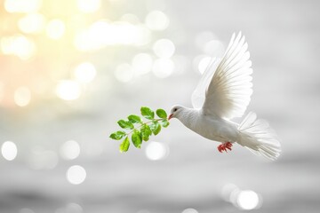 Fototapeta premium White dove flying and carrying an olive branch, a symbol of peace and hope, with blurred bright background