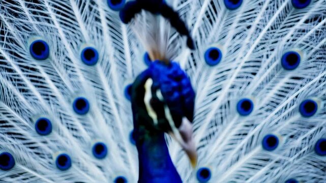Close-up of a peacock's vibrant white feathers with striking blue eye-spots