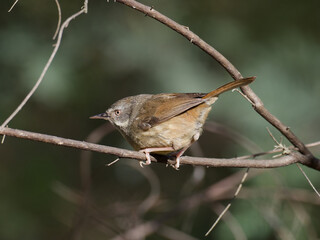 White-browed Scrubwren (Sericornis frontalis) perched on a thin branch in Australian scrub.