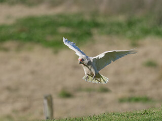 Long Billed Corella x Little Corella (Cacatua sanguinea x Cacatua tenuirostris) coming in for a landing on the grass