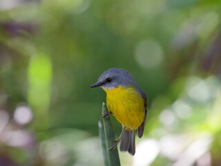 Eastern Yellow Robin (Eopsaltria australis) perched on an aloe plant with bokeh background