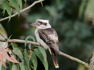 Laughing kookaburra (Dacelo novaeguineae) sitting or perched in a gum tree
