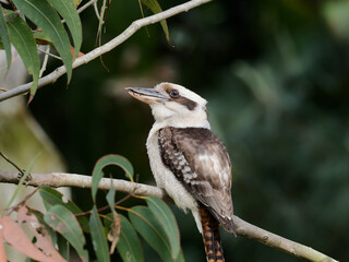 Laughing kookaburra (Dacelo novaeguineae) sitting or perched in a gum tree
