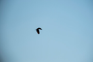 A single bird flies gracefully against a pale blue sky. The bird’s wings are slightly curved as it glides, showcasing a moment of calm and natural beauty in an open sky environment.