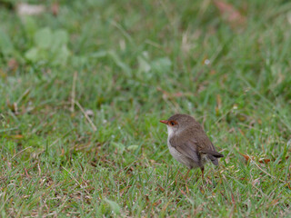 Female Superb Fairywren (Malurus cyaneus) standing on green grass lawn.