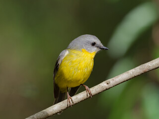 Eastern Yellow Robin (Eopsaltria australis) perched on a thin branch with green rainforest bokeh...