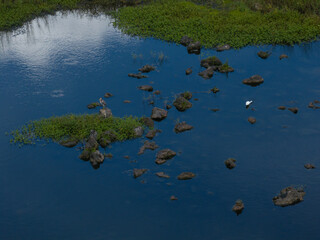 Turtles and White Birds in Shallow Rocky Water | 4k Wetlands
