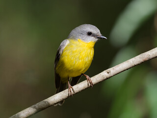 Eastern Yellow Robin (Eopsaltria australis) perched on a thin branch with green rainforest bokeh...