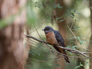 Fan-tailed Cuckoo (Cacomantis flabelliformis) perched on a tree branch on the forest.