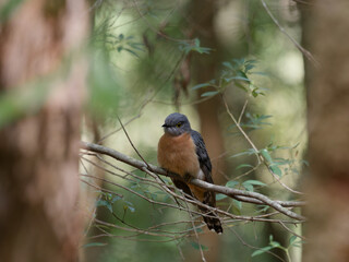 Fan-tailed Cuckoo (Cacomantis flabelliformis) perched on a tree branch on the forest.