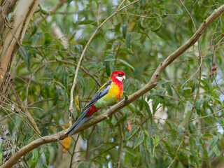 Eastern Rosella (Platycercus eximius) perched in a Eucalyptus Tree.