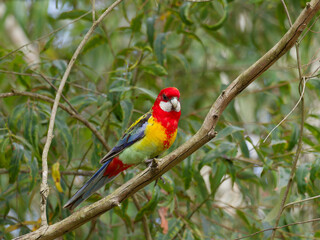 Eastern Rosella (Platycercus eximius) perched in a Eucalyptus Tree.