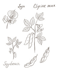Soybean,  soya bean, Glycine max , hand drawn sketch on white background