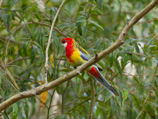 Eastern Rosella (Platycercus eximius) perched in a Eucalyptus Tree.